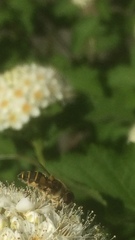 Eristalis transversa