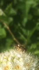 Eristalis transversa