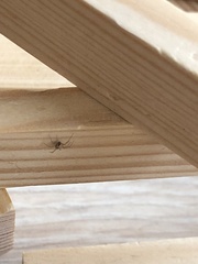 Araneae
