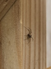 Araneae