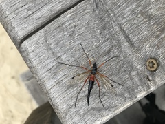 Tanyptera atrata