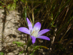 Brodiaea elegans