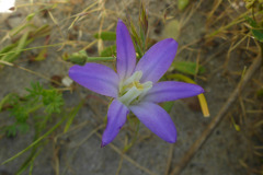 Brodiaea elegans