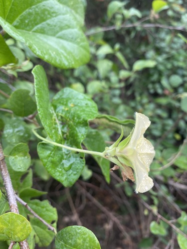 Gold Dwarf Morning Glory