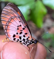 Acraea bergeriana