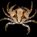 Toothed Crab - Photo (c) Bernard Picton, some rights reserved (CC BY), uploaded by Bernard Picton