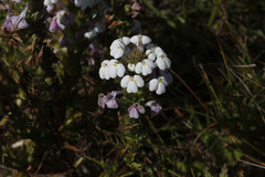 Triphysaria versicolor versicolor