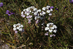 Triphysaria versicolor versicolor