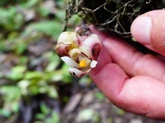 Schlimia stevensonii