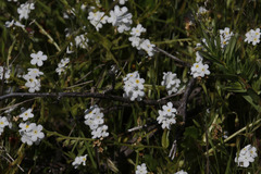 Plagiobothrys chorisianus