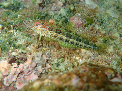 Malacoctenus tetranemus