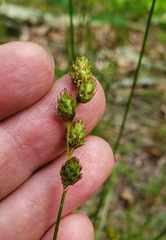 Carex normalis