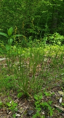 Carex normalis