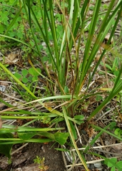 Carex normalis