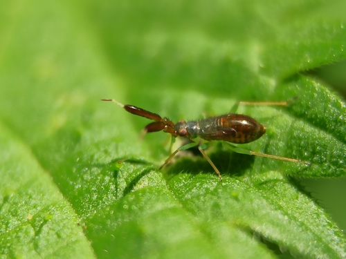 Common Flathorn Plant Bug