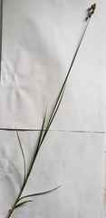 Carex normalis