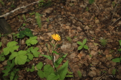 Crepis lyrata