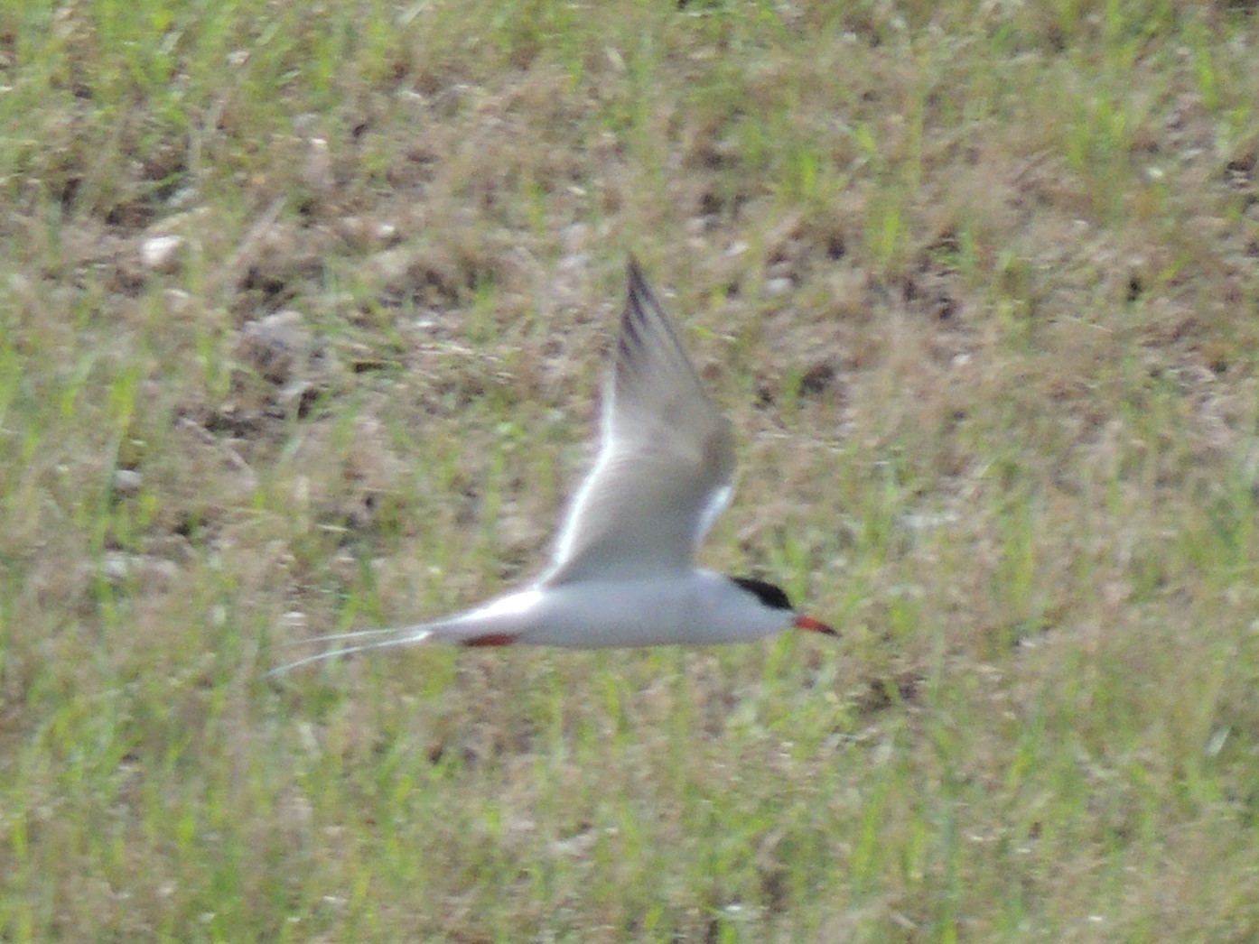 Forster's Tern