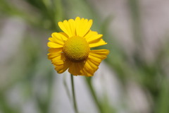 Helenium amphibolum