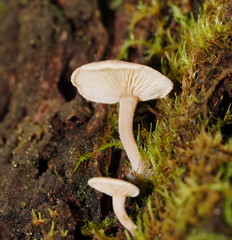 Clitocybe semiocculta