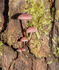 Mycena kurramulla