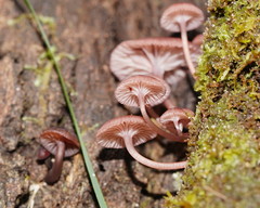 Mycena kurramulla