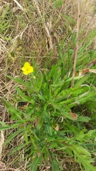 Diplotaxis tenuifolia