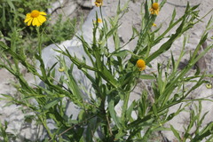 Helenium amphibolum
