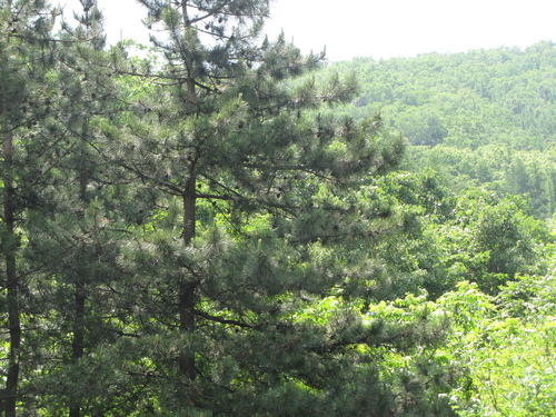 Chinese red pine (Pinus tabuliformis)