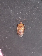 Kleidocerys resedae