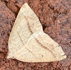 Petrophora subaequaria