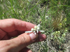 Leontopodium leontopodioides