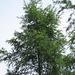 Prince Rupprecht's Larch - Photo (c) Jens-Christian Svenning, some rights reserved (CC BY), uploaded by Jens-Christian Svenning
