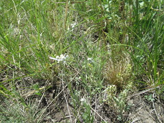 Leontopodium leontopodioides