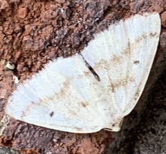 Lomographa glomeraria