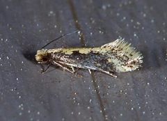 Tinea mandarinella