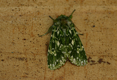 Nyodes acatharta