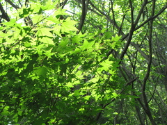 Acer pictum