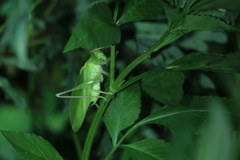 Hexacentrus