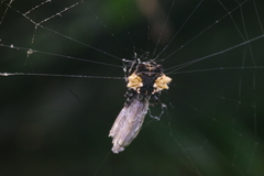 Gasteracantha mediofusca