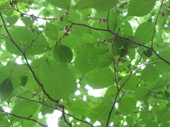 Ulmus laciniata