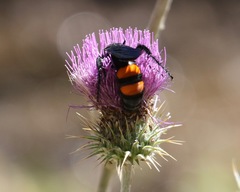 Pygodasis ephippium ephippium