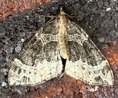 Ecliptopera silaceata