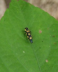 Agrilus xanthonotus