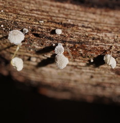 Mycena piringa