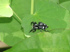 Phiale guttata