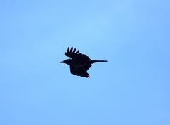 Corvus cornix