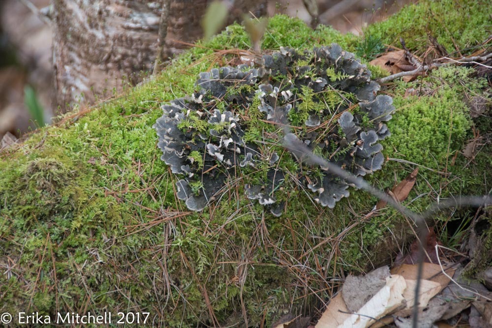 Peltigera canina image