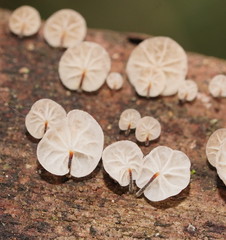 Marasmius alveolaris