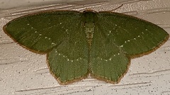 Thalera pistasciaria